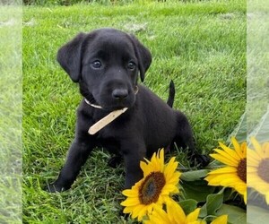 Labrador Retriever Puppy for sale in DAYTON, VA, USA