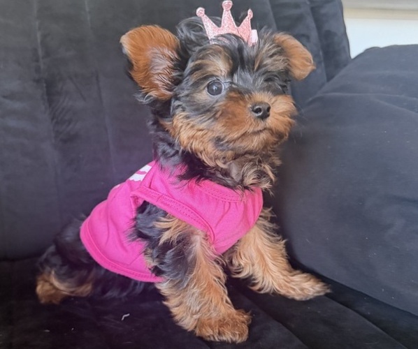 Medium Photo #2 Yorkshire Terrier Puppy For Sale in PHOENIX, AZ, USA