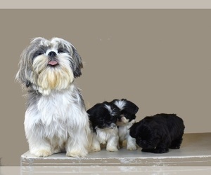 Mother of the Shih Tzu puppies born on 10/20/2022