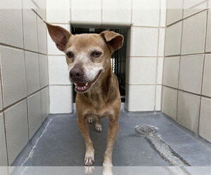 American Staffordshire Terrier-Unknown Mix Dogs for adoption in Corpus Christi, TX, USA