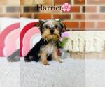 Small #6 Yorkshire Terrier