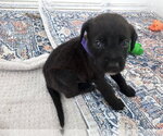 Small #1 Labrador Retriever Mix