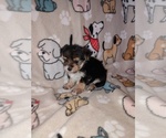 Small #9 Morkie