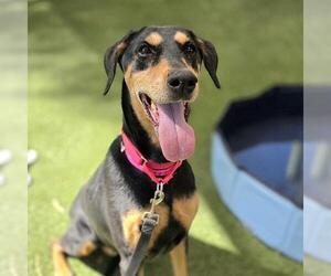 Doberman Pinscher-Unknown Mix Dogs for adoption in Las Vegas, NV, USA