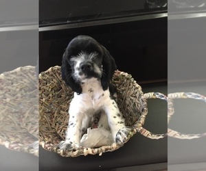 Cocker Spaniel Puppy for sale in SURPRISE, AZ, USA