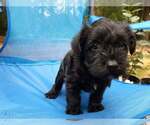 Small Photo #1 Schnauzer (Miniature) Puppy For Sale in GIG HARBOR, WA, USA