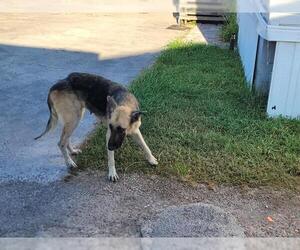 German Shepherd Dog Dogs for adoption in Houston, TX, USA