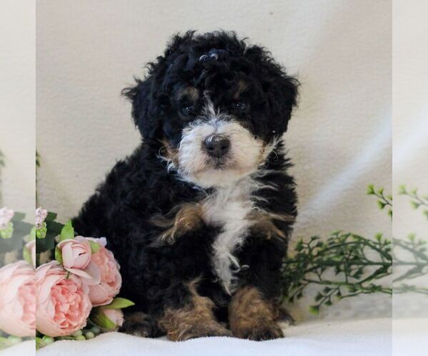 Medium Photo #3 Bernedoodle (Miniature) Puppy For Sale in NARVON, PA, USA