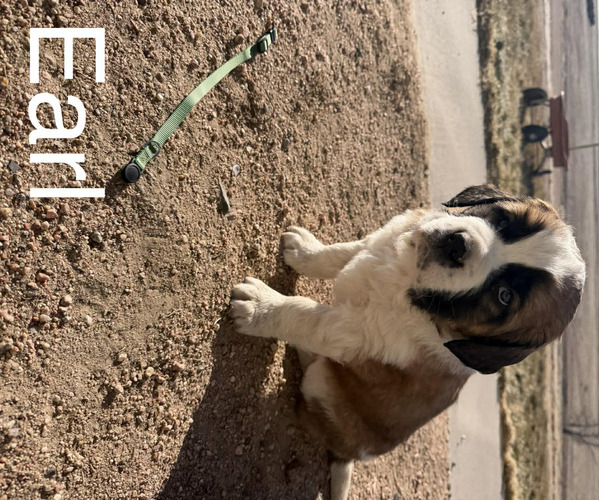 Medium Photo #14 Saint Bernard Puppy For Sale in OTIS, CO, USA