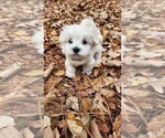 Small #8 Maltese