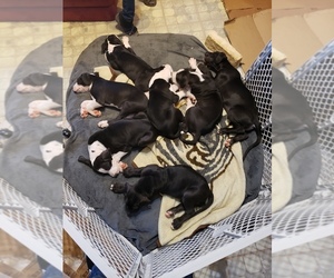 Great Dane Puppy for sale in LOCKHART, TX, USA