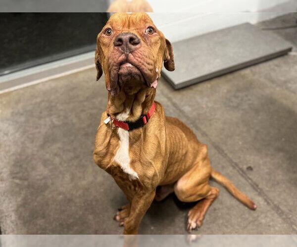 Medium Photo #1 Dogue de Bordeaux-Unknown Mix Puppy For Sale in Tavares, FL, USA