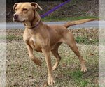 Small Photo #3 American Pit Bull Terrier-Labrador Retriever Mix Puppy For Sale in Prattville, AL, USA