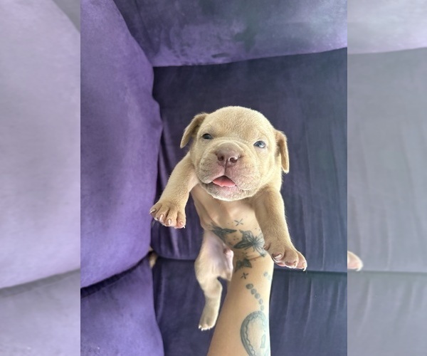 Medium Photo #1 American Bully Puppy For Sale in JACKSONVILLE, FL, USA