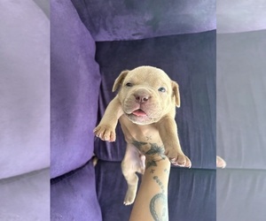 American Bully Puppy for Sale in JACKSONVILLE, Florida USA