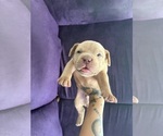 Small American Bully