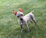 Small #12 American Hairless Terrier