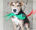 Small #6 Retriever  Mix