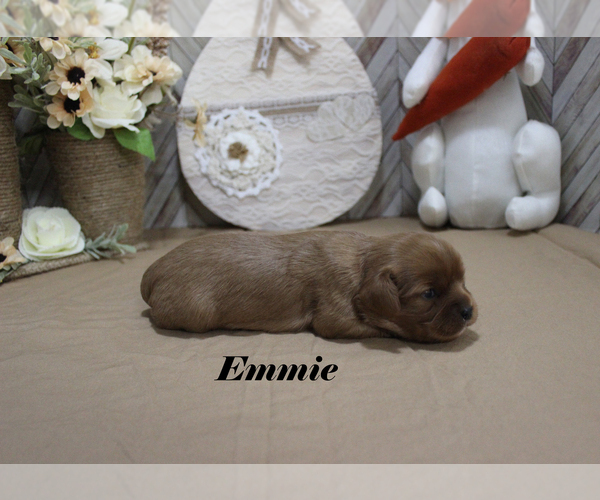 Medium Photo #9 Cavalier King Charles Spaniel Puppy For Sale in CHANUTE, KS, USA