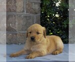 Small Photo #5 Golden Retriever Puppy For Sale in NARVON, PA, USA