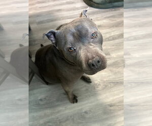 Sheba - Female Mutt Dog for Adoption - Photo #4