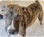Small #2 Labrador Retriever Mix