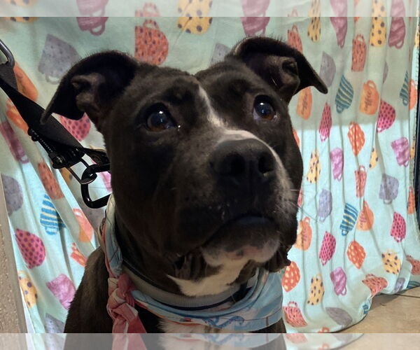 Medium Photo #4 American Staffordshire Terrier Puppy For Sale in Mooresville, NC, USA
