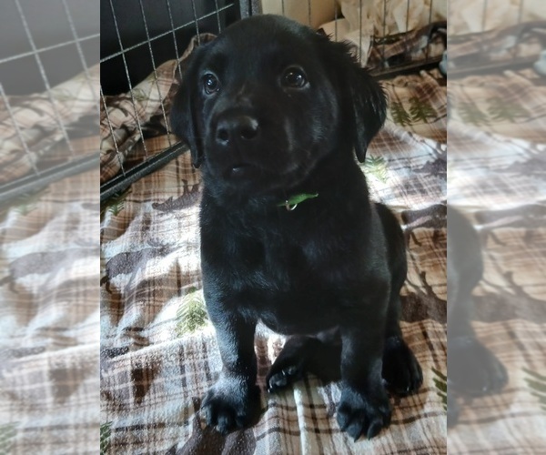 Medium Photo #2 Labrador Retriever Puppy For Sale in TERREBONNE, OR, USA