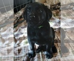 Small #1 Labrador Retriever