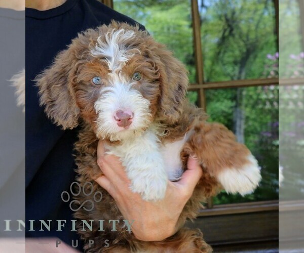 Medium Photo #3 Bernedoodle (Miniature) Puppy For Sale in NARVON, PA, USA