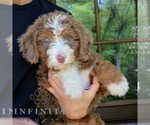 Small #2 Bernedoodle (Miniature)