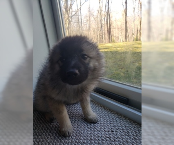 Medium Photo #3 Keeshond Puppy For Sale in WANAQUE, NJ, USA