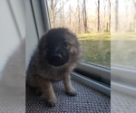 Small Photo #3 Keeshond Puppy For Sale in WANAQUE, NJ, USA