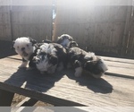 Small Photo #3 Shih Tzu Puppy For Sale in POTEET, TX, USA