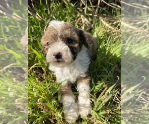 Shih-Poo Dog for Adoption in VENETA, Oregon USA