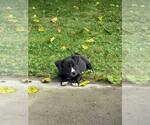 Small #3 Labrador Retriever Mix