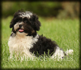 Zuchon Puppy for sale in COPPOCK, IA, USA