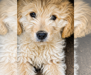 Goldendoodle mix (+ Poodle Miniature) Puppy for sale in MOREHEAD, KY, USA