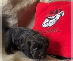 Small Photo #3 Havanese Puppy For Sale in ATHENS, GA, USA