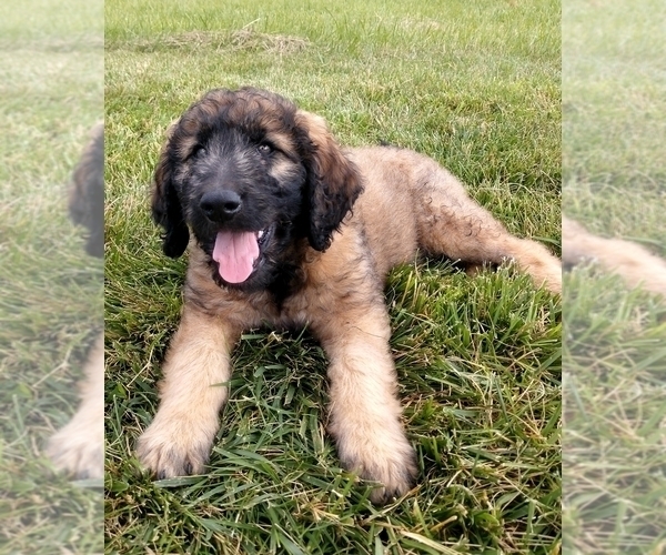 Medium Photo #3 Goldendoodle Puppy For Sale in FLETCHER, NC, USA