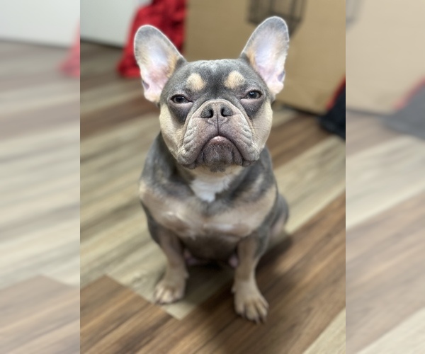Medium Photo #1 French Bulldog Puppy For Sale in WINDSOR MILL, MD, USA