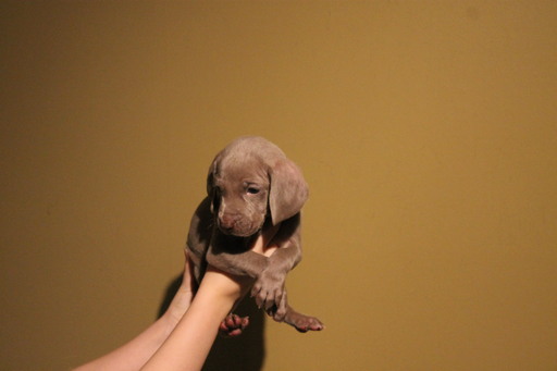Medium Photo #1 Weimaraner Puppy For Sale in WILLIAMSTON, SC, USA