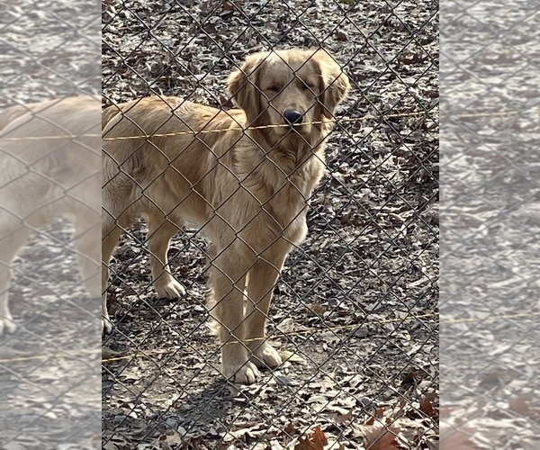 Medium Photo #1 Golden Retriever Puppy For Sale in SENATOBIA, MS, USA