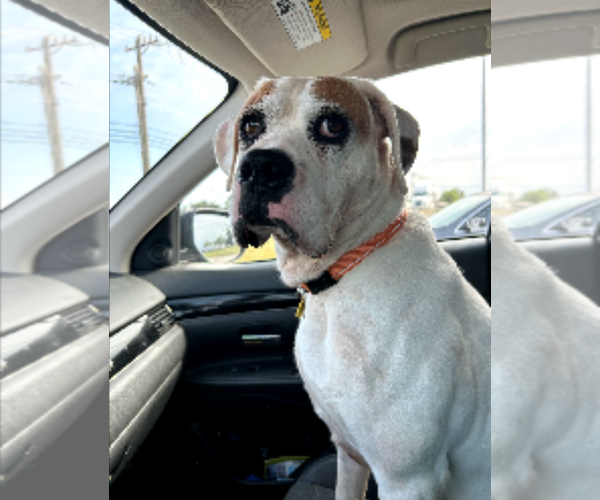 Medium Photo #5 Boxer Puppy For Sale in Burnsville, MN, USA