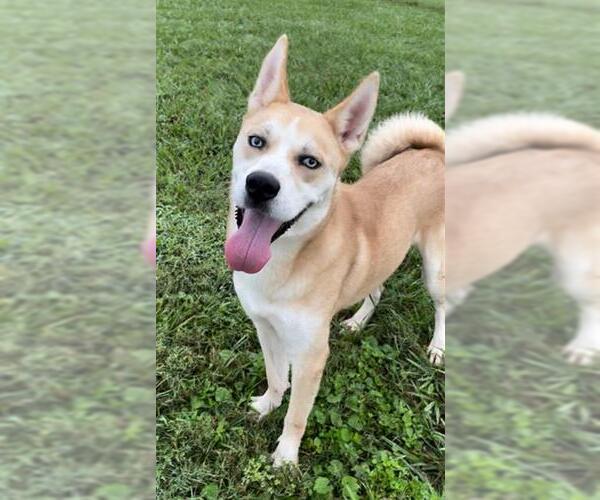 Medium Photo #2 - Mix Puppy For Sale in Rosenberg, TX, USA