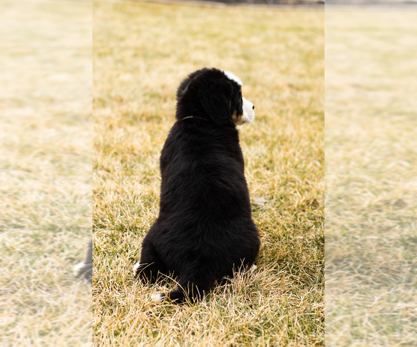 Medium Photo #68 Bernese Mountain Dog Puppy For Sale in MILLERSBURG, IN, USA