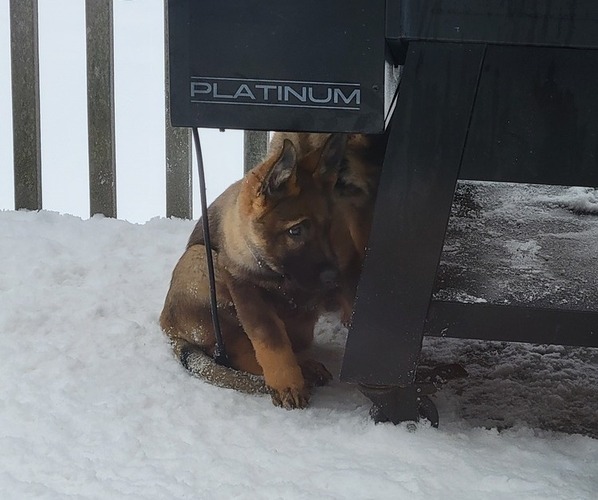 Medium Photo #1 German Shepherd Dog Puppy For Sale in SAINT CROIX FALLS, WI, USA