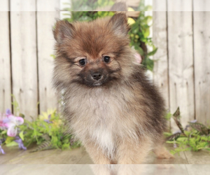 Pomeranian Puppy for sale in MOUNT VERNON, OH, USA