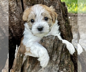 Anatolian Shepherd Puppy for sale in CASSVILLE, MO, USA