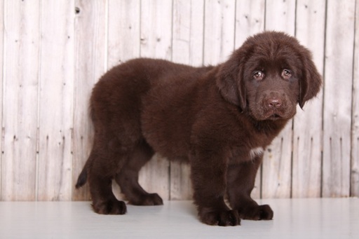 Medium Photo #1 Newfoundland Puppy For Sale in MOUNT VERNON, OH, USA